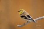 American-Goldfinch;Spinus-tristis